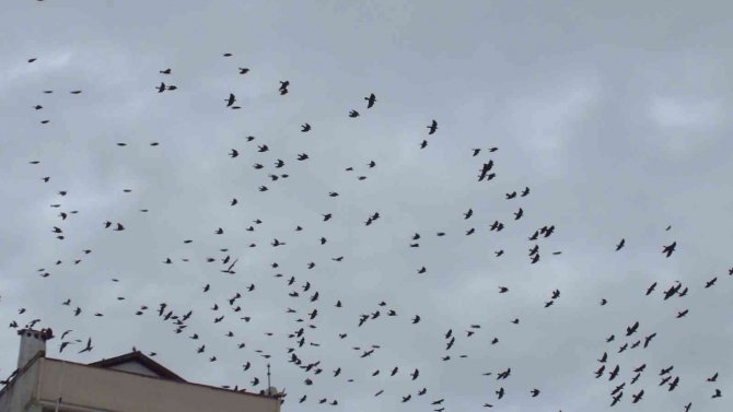 Balıkesir’de Kargaların Kent Üzerindeki Dansı İlgiyle İzlendi
