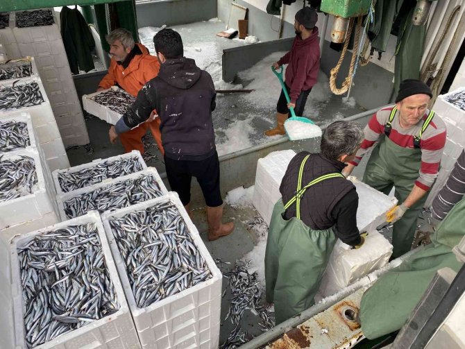 Karadeniz’de Hamsi Bereketi
