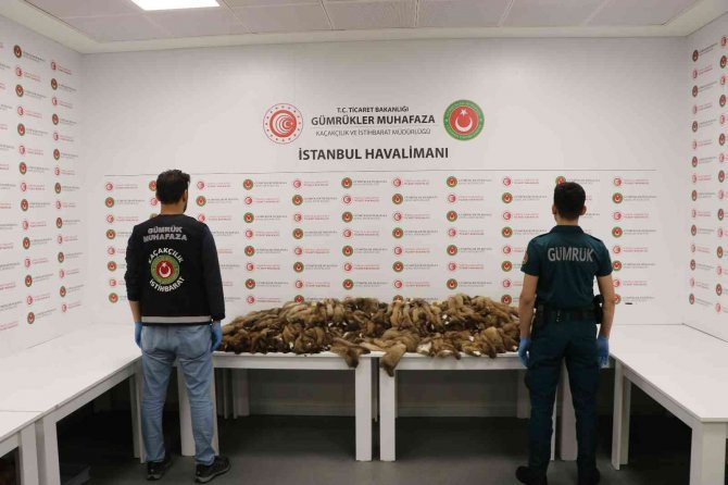 İ̇stanbul Havalimanı’nda Samur Postu Ele Geçirildi