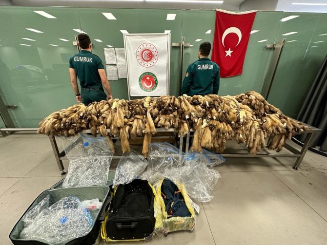 İ̇stanbul Havalimanı’nda Samur Postu Ele Geçirildi