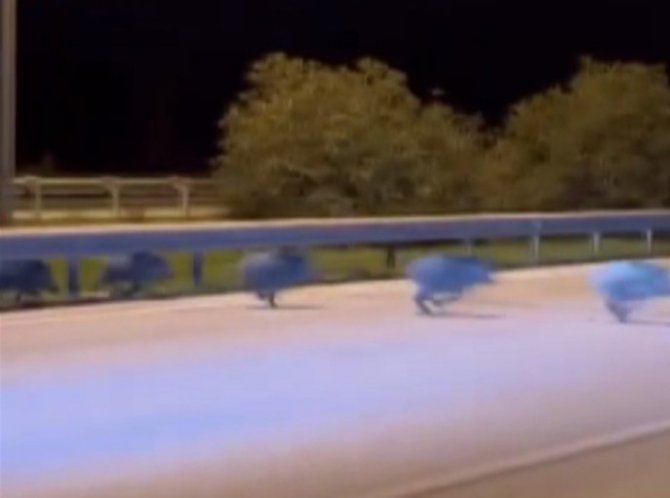 İ̇zmir’de Otomobilin Domuza Çarpma Anı Kamerada