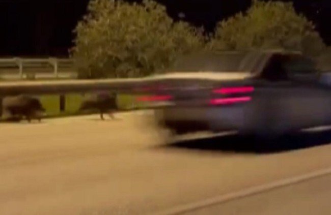 İ̇zmir’de Otomobilin Domuza Çarpma Anı Kamerada