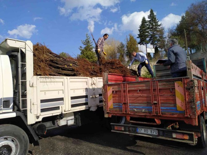 Kastamonu’da 450 Çiftçiye 14 Bin Fidan Dağıtıldı