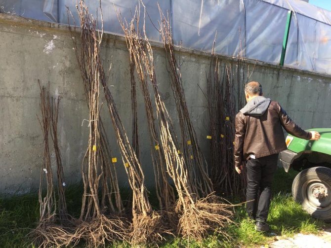 Kastamonu’da 450 Çiftçiye 14 Bin Fidan Dağıtıldı