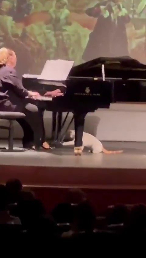 Kadıköy’de Süreyya Operasında Kedi De Sahneye Çıktı, Piyanistle Oynadı