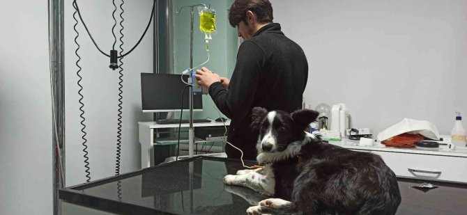 Evcil Hayvanlarınızı Korona Virüse Kurban Etmeyin