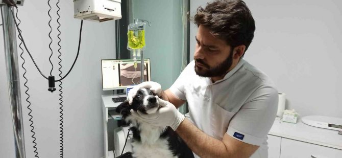 Evcil Hayvanlarınızı Korona Virüse Kurban Etmeyin