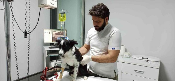 Evcil Hayvanlarınızı Korona Virüse Kurban Etmeyin