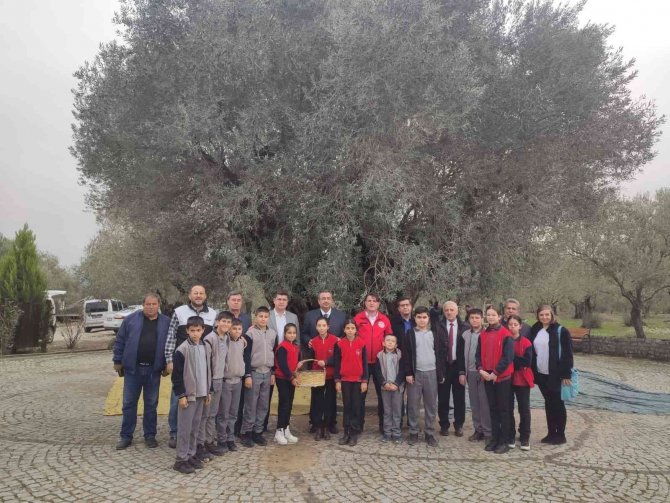 Kırkağaç’ta Bin 660 Yaşındaki Ağaçta Zeytin Hasadı Yapıldı