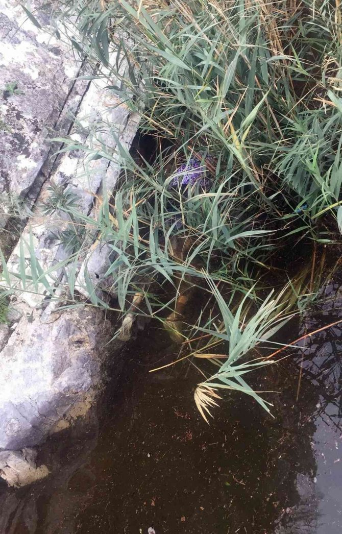 Ortaca’da Kayıp Kadının Cesedi Bulundu