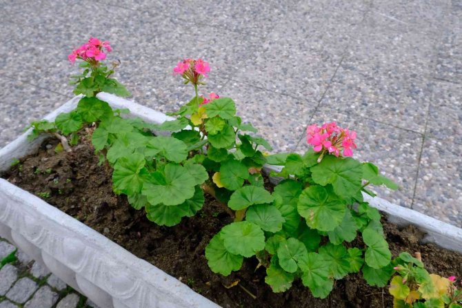 Rengârenk Sardunyalar Ayvalık’ı Süslüyor