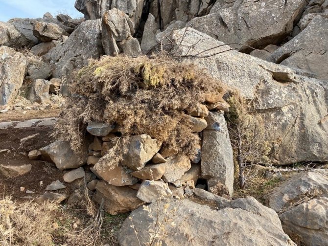 Siirt’te Kaçak Avcılardan Yabani Hayvanlara Tuzak