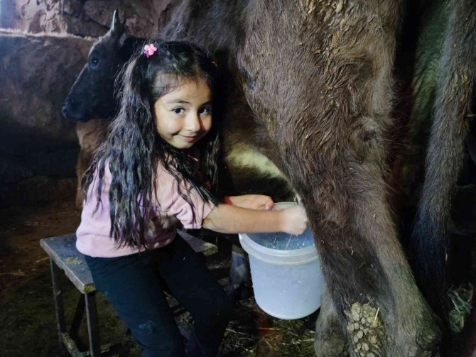 Heidi Değil, Sivaslı Hira