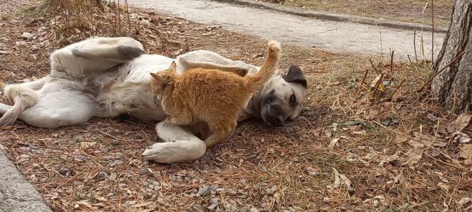 Tunceli’de Sokak Köpeği, Kediyi Emzirdi