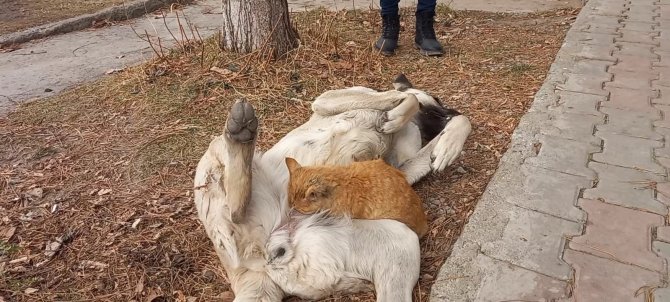 Tunceli’de Sokak Köpeği, Kediyi Emzirdi