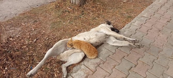 Tunceli’de Sokak Köpeği, Kediyi Emzirdi