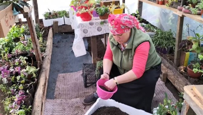 Fedakar Anne Evinin Bahçesinde Ürettiği Çiçeklerini Satarak Kızını Üniversitede Okutuyor