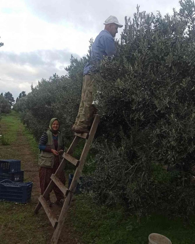 Aydın’da Zeytin Bahçeleri Denetlendi, Çiftçiler Bilgilendirildi