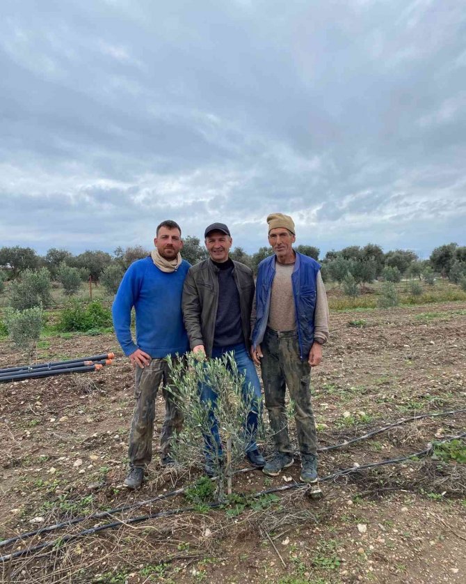 Aydın’da Zeytin Bahçeleri Denetlendi, Çiftçiler Bilgilendirildi