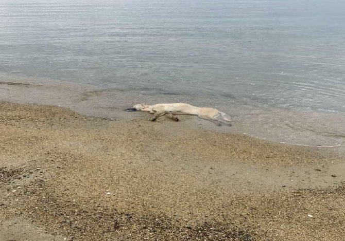 Erdek’te Hayvan Katliamları Dur Durak Bilmiyor