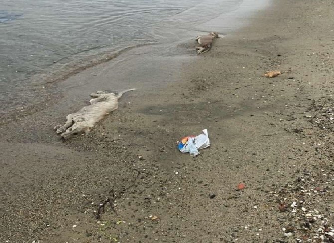 Erdek’te Hayvan Katliamları Dur Durak Bilmiyor