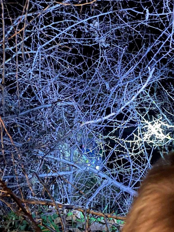 Tasmasını Ağaca Kaptıran Köpek Dere Kenarında Mahsur Kaldı