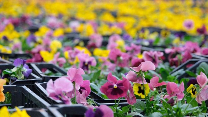 Expo 2023, Her Mevsim Kahramanmaraş’ı Rengarenk Yapacak