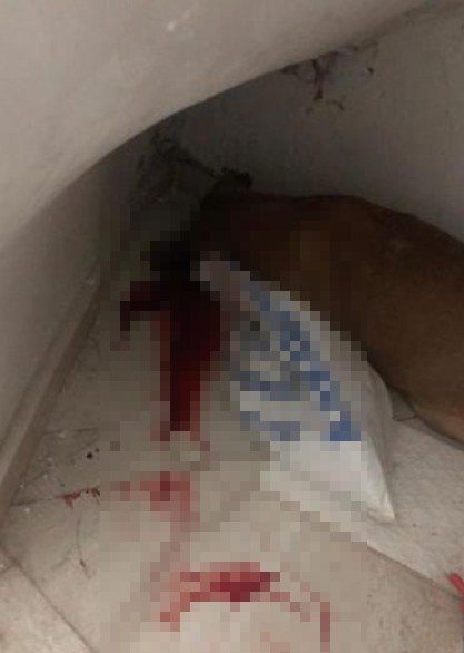 Köpeği Tüfekle Öldüren Yaşlı Adama 5 Yıl 9 Ay Hapis Cezası