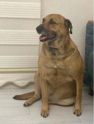 Köpeği Tüfekle Öldüren Yaşlı Adama 5 Yıl 9 Ay Hapis Cezası