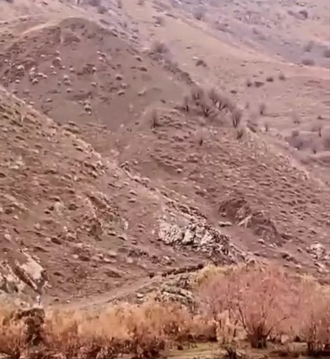 Aç Kalan Domuzlar, Sürü Halinde Yiyecek Ararken Görüntülendi