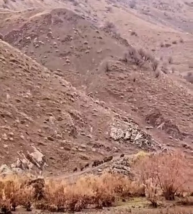 Aç Kalan Domuzlar, Sürü Halinde Yiyecek Ararken Görüntülendi