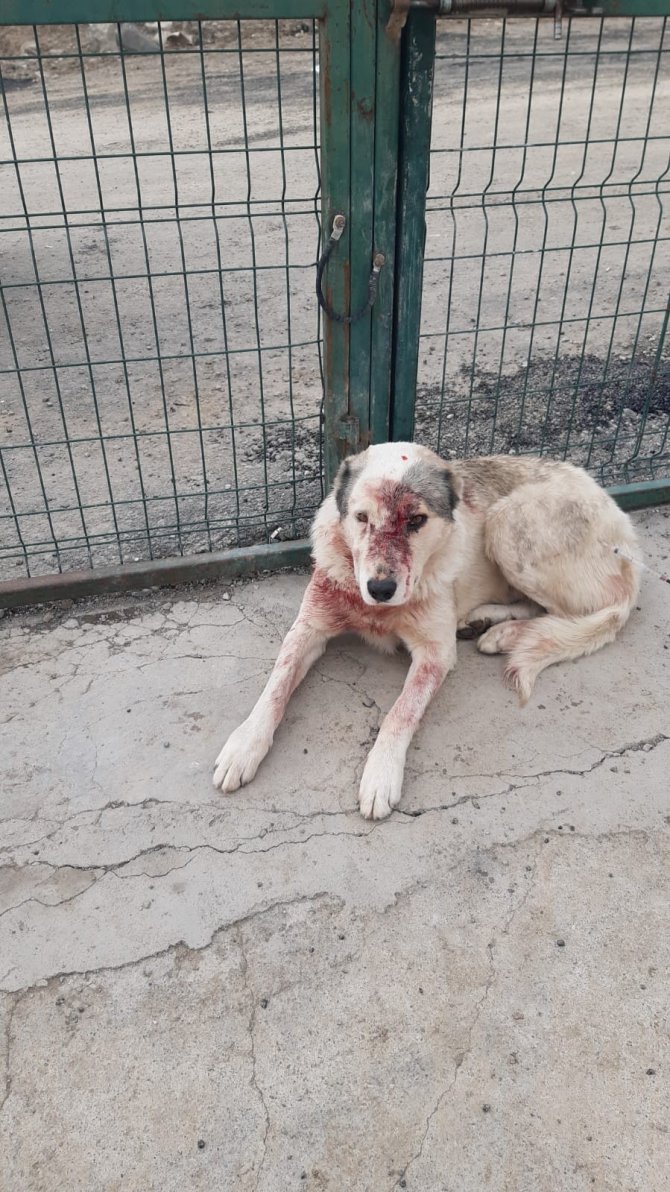 Kurtların Saldırısına Uğrayan Köpek Tedavi Altına Alındı