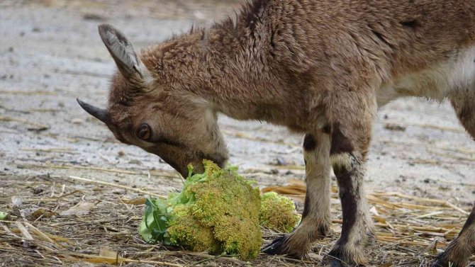 Yavru Dağ Keçisi, Sürüsüyle Buluşacağı Günü Bekliyor