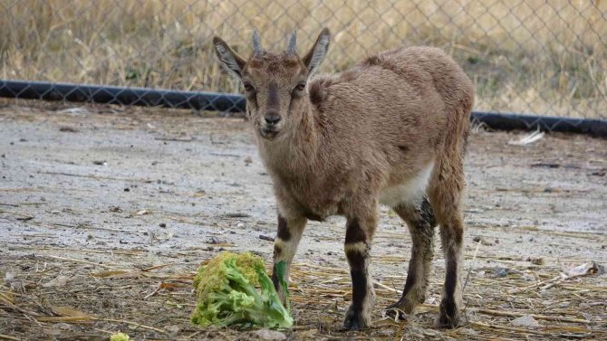 Yavru Dağ Keçisi, Sürüsüyle Buluşacağı Günü Bekliyor