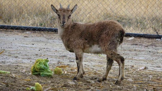 Yavru Dağ Keçisi, Sürüsüyle Buluşacağı Günü Bekliyor