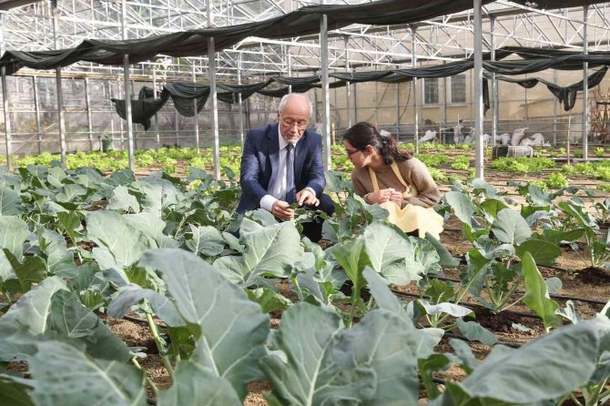 Öğrenciler Serada Yetiştirdikleri Ürünlerden Gelir Elde Ediyor