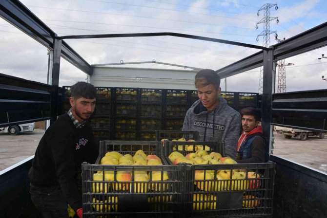 Romanya, Makedonya Ve Ukrayna’ya Ayva Ve Karyağdı Armudu İhracatı