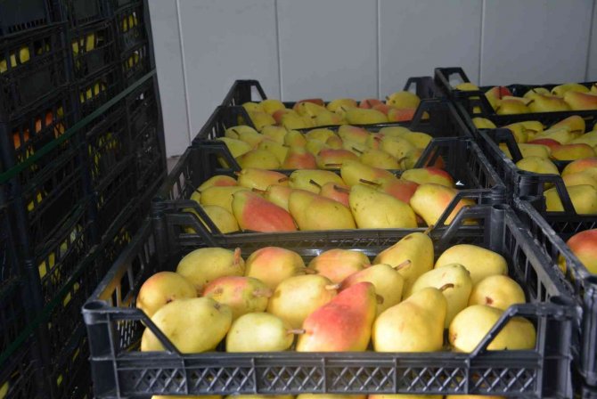 Romanya, Makedonya Ve Ukrayna’ya Ayva Ve Karyağdı Armudu İhracatı