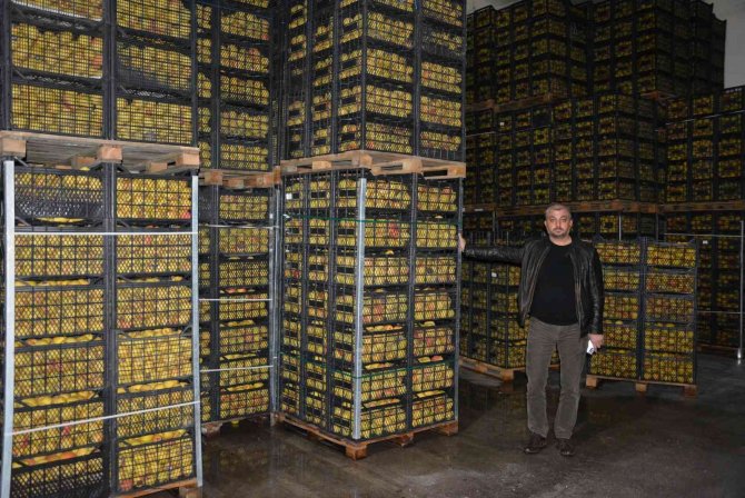 Romanya, Makedonya Ve Ukrayna’ya Ayva Ve Karyağdı Armudu İhracatı