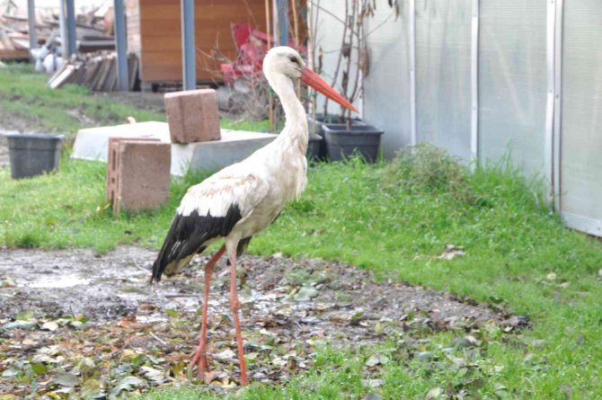 Göç Etmesi Gerekirken Yaralı Halde Bulundu, Esnaf Elleri İle Besledi
