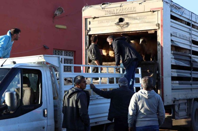 Tunceli’de 16 Üreticiye 400 Koyun Dağıtıldı