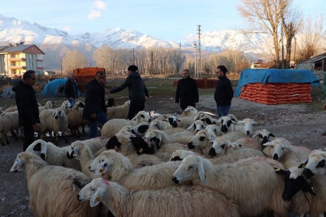 Tunceli’de 16 Üreticiye 400 Koyun Dağıtıldı