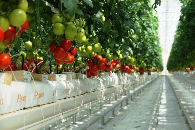 Uşak’ta 3 Bin Kişiye İstihdam Sağlayacak Sera Osb Projesi Hazırlandı