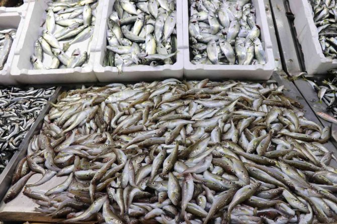 Tezgahlar Karadeniz Hamisi İle Doldu Satışlar Arttı