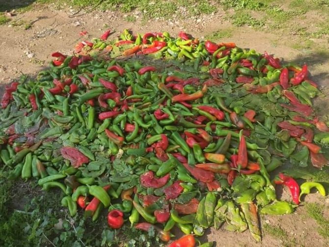 Pestisit Denetimlerinde 12 Kişiye 49 Bin Tl Ceza