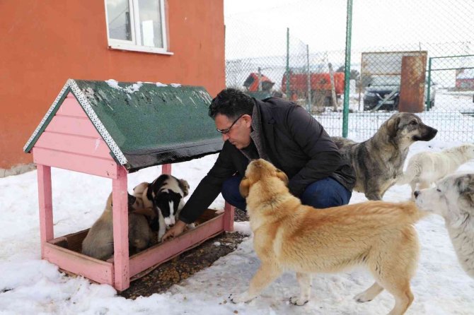 Ardahan Belediyesi Sokak Hayvanlarını Unutmuyor
