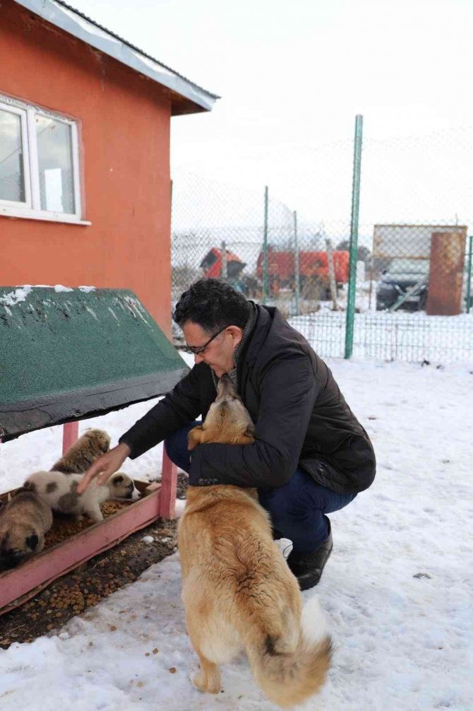 Ardahan Belediyesi Sokak Hayvanlarını Unutmuyor