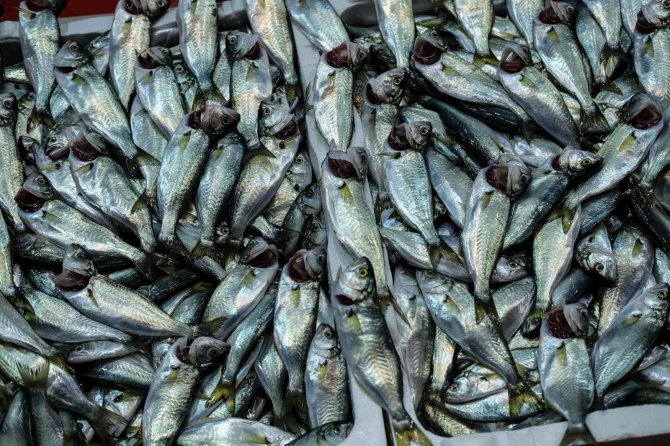 İ̇stanbul’da Balık Tezgahlarının En Ucuz Balığı 70 Tl İle Hamsi Oldu