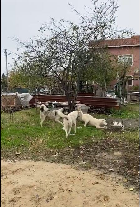 Başıboş Köpeklerin Parçalayacağı Kediyi Vatandaş Kurtardı