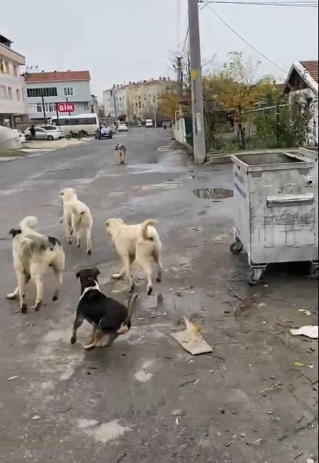 Başıboş Köpeklerin Parçalayacağı Kediyi Vatandaş Kurtardı